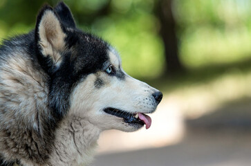 Close-up side profile of an alert Siberian Husky dog. © Happy monkey