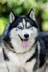 Vertical portrait of a fluffy Siberian Husky looking at camera. © Happy monkey