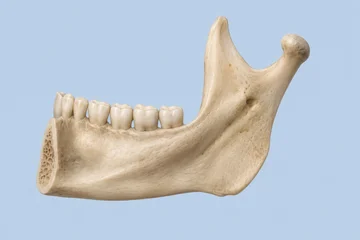 Human lower jawbone with teeth showing mandible anatomy © Nadia