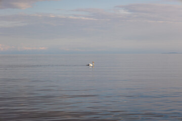 Naklejka premium Lone Swan Swimming on Calm Baltic Sea at Ulko-Tammio, Finland