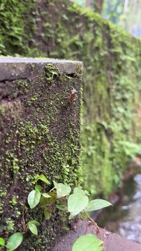 Empty Cicada Shell on Moss-Covered Stone Wall in Natural Setting