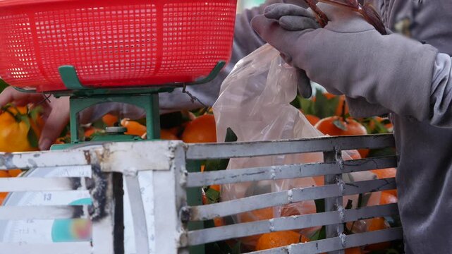 Hands in gloves pick and pack oranges into a plastic bag at a market stall beside a fruit crate and scales. Fresh produce.