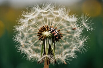 Obraz premium A close-up photograph of a dandelion with a ladybug perched on it.