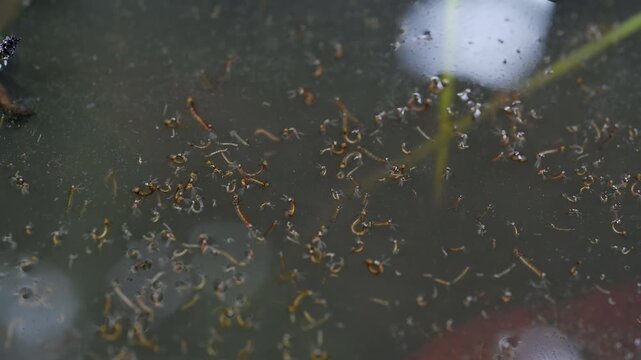 Mosquito Larvae Wriggling in Stagnant Water Close Up