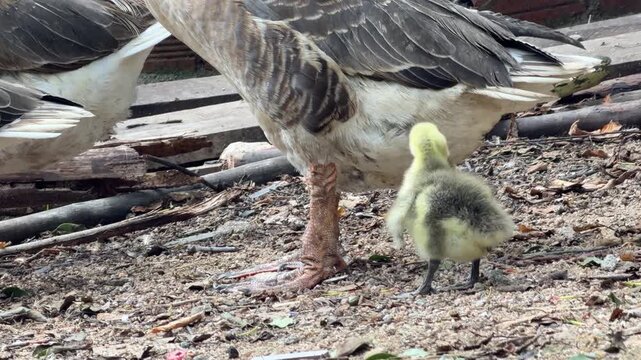 A goose stands beside a gosling in a farmyard with a rural area in the background. Poultry farming.