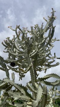 Cactus plants garden and blue sky