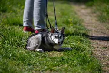A close-up of a Siberian Husky mix resting on the grass, with an alert expression on his face and ears pricked, in a natural outdoor setting with a soft bokeh background. © Bojan