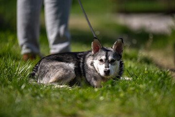A gray and white husky-type dog lies on a grassy surface, looking at the camera on a sunny day. © Bojan