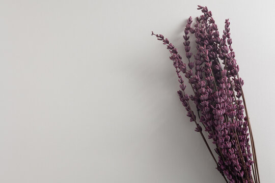 Dried lavender bunch with purple flowers on empty white background