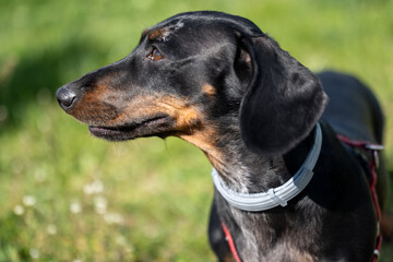 Close-up profile portrait of a black and tan short-haired dog wearing a gray collar and red leash, standing outdoors in sunlight with a blurred green grass background. © Bojan