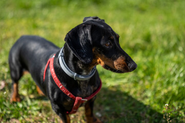 Close-up profile portrait of a black and tan short-haired dog wearing a gray collar and red leash, standing outdoors in sunlight with a blurred green grass background. © Bojan