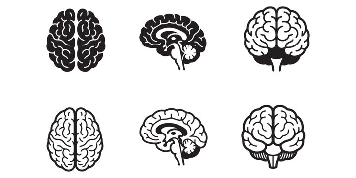 Set of human brain anatomical illustrations showing different views for medical education and scientific research purposes
