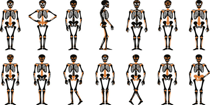 Collection of human skeleton illustrations showing various anatomical poses and body structures for medical and educational study