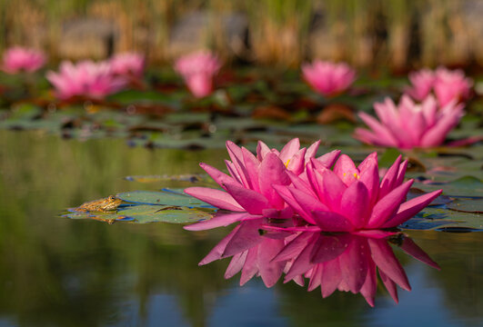 Frog resting between the water lilies