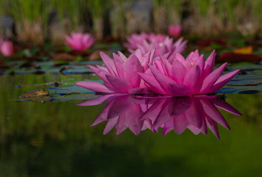 rog among lily pads with pink water lilies in calm pond