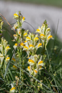 Yellow blossoms of common toadflax (Linaria vulgaris) in late summer.