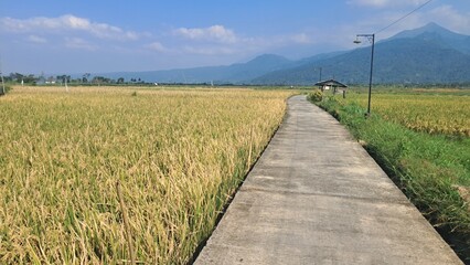Obraz premium rural path in the rice field with mountain background