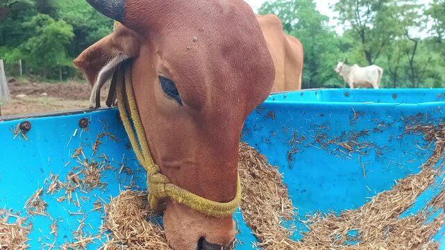 Indian Desi Cows and Calves Eating Fodder at Rural Dairy Farm