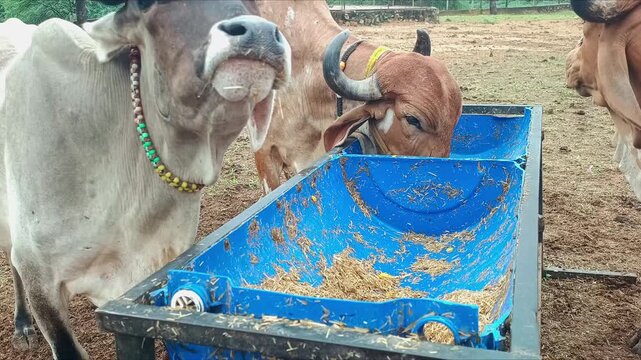 Indian Desi Cows and Calves Eating Fodder at Rural Dairy Farm