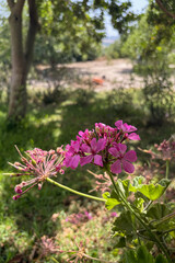 Fototapeta premium Géranium rosat