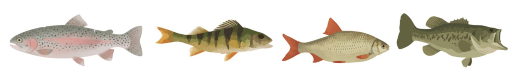 Freshwater Fish Vector Set, Largemouth Bass and Carp Collection Isolated on White Background © Elementa Design