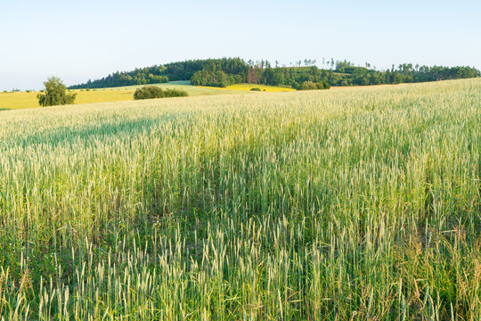 Green wheat field transitioning from late spring growth to early summer ripening