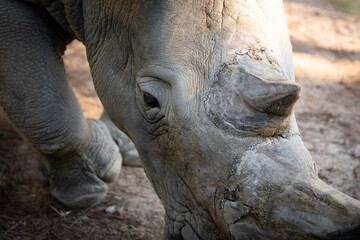 Closeup Rhino Head Grazing Natural Habitat © LightItUp