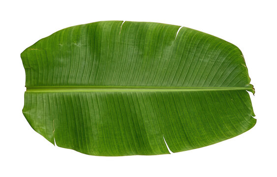 Fresh banana leaf png Vibrant banana leaf cutout Tropical banana leaf png Green banana leaf cutout isolated transparent background image