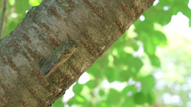 木にとまるクマゼミ 日本の夏を感じる自然風景