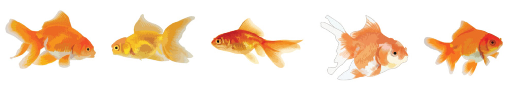 Golden Goldfish Vector Illustration Set, Orange Aquarium Fish Collection Isolated on White Background