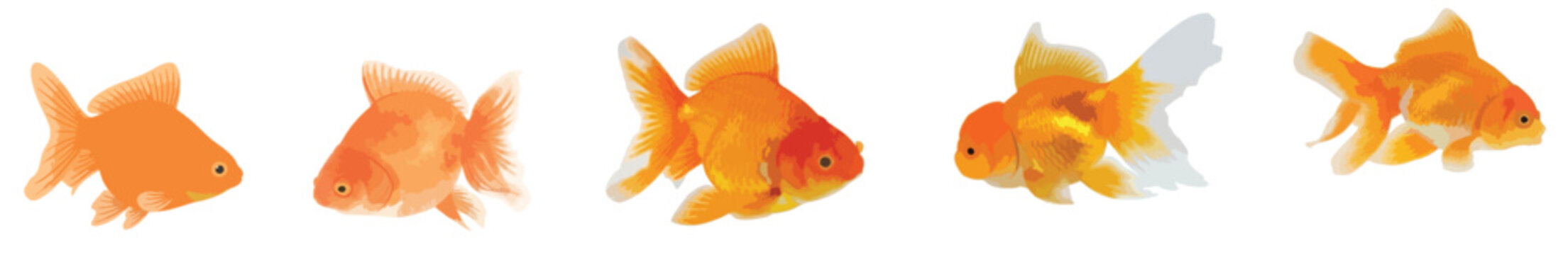 Golden Goldfish Vector Illustration Set, Orange Aquarium Fish Collection Isolated on White Background