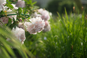 Flowerbed of lush aromatic peonies flowers with pink and white petals blooming outdoors in summer, fragrant blossoming ornamental peony growing in garden, decorative flowers with leaves in full bloom. © DimaBerlin