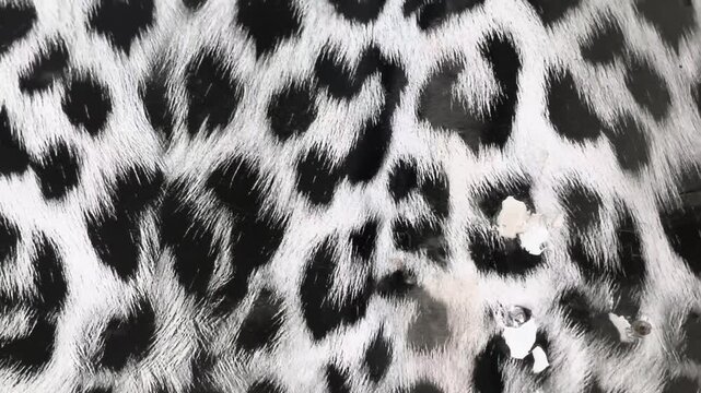 Black and White Leopard Print Faux Fur Fabric Texture Close Up