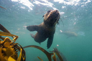 Cape fur seal swimming underwater in kelp forest © Kristof