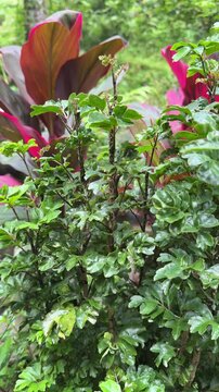 Lush Green Ming Aralia Leaves in Tropical Garden