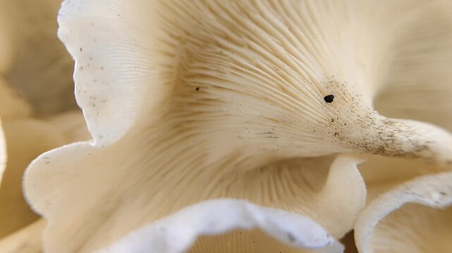 extreme close-up of a group of mushrooms growing on a dead tree trunk