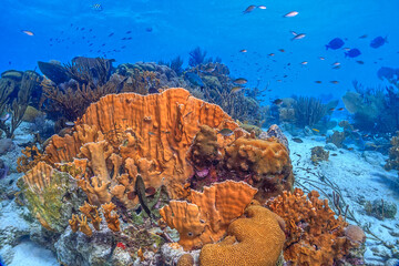 Caribbean coral garden, underwater Bonaire © John Anderson