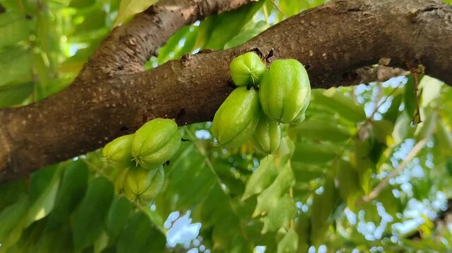 Fresh bilimbi (Averrhoa bilimbi) hanging from tree trunks lowers high blood pressure, controls blood sugar levels, soothes coughs, and boosts immunity
