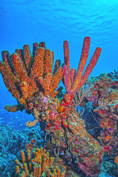 Caribbean coral garden, underwater Bonaire