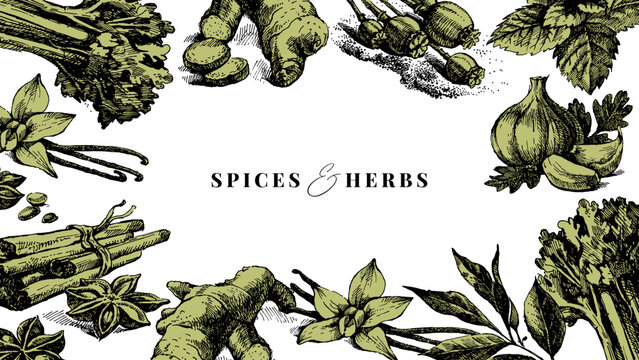 Sketch kitchen herbs and spices banner. Sticker collage poster. Cookbook cover. Menu design. Hand drawn vintage isolated vector illustrations.