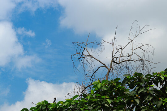 Bare dry tree branches contrasting with lush green foliage under blue sky