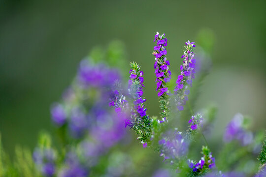 Spiky purple gorse (Muraltia heisteria) flowering in a Kogelberg mountain valley near Betty's Bay, Western Cape, South Africa, highlighting endemic fynbos flora of the Cape Floristic Region.