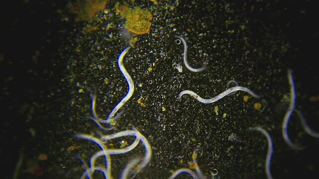 Colony of nematode roundworms moving inside a dirty water droplet, microscopic darkfield view at 40x magnification