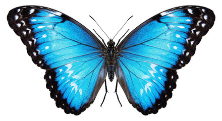 Vibrant blue morpho butterfly with intricate wing patterns and black edges © Sapphire