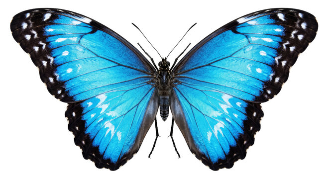 Vibrant blue morpho butterfly with intricate wing patterns and black edges