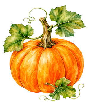 Pumpkin in watercolor style on white background. Pumpkin 