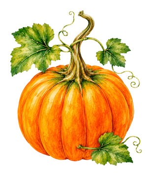 Pumpkin in watercolor style on white background. Pumpkin  watercolor 