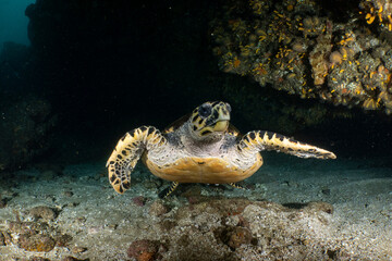 Fototapeta premium Hawksbill sea turtle swimming by coral reef aliwal shoal