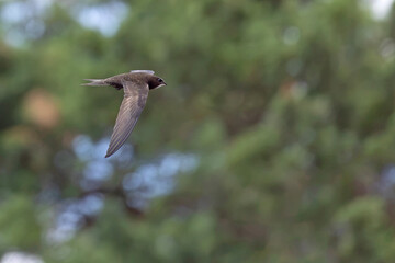 Jerzyk (Apus apus) © Grzegorz
