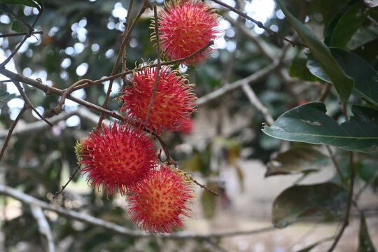 Fresh ripe rambutan fruits hanging on tree branch in tropical orchard with natural bokeh background